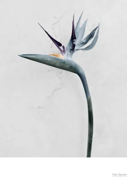Vee Speers - Botanic Series