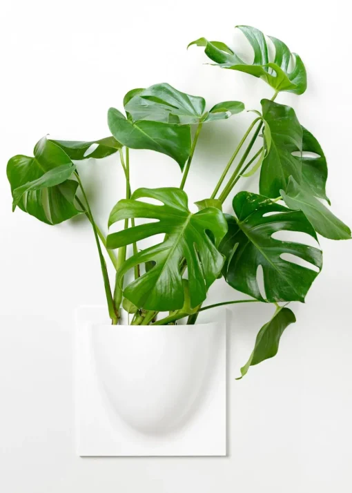 Vertiplants BIO