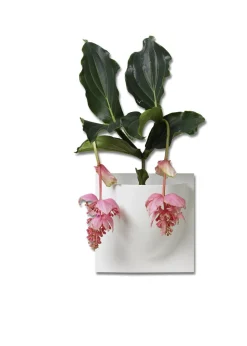 Vertiplants BIO