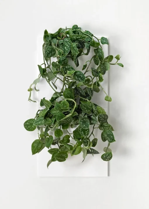 Vertiplants BIO