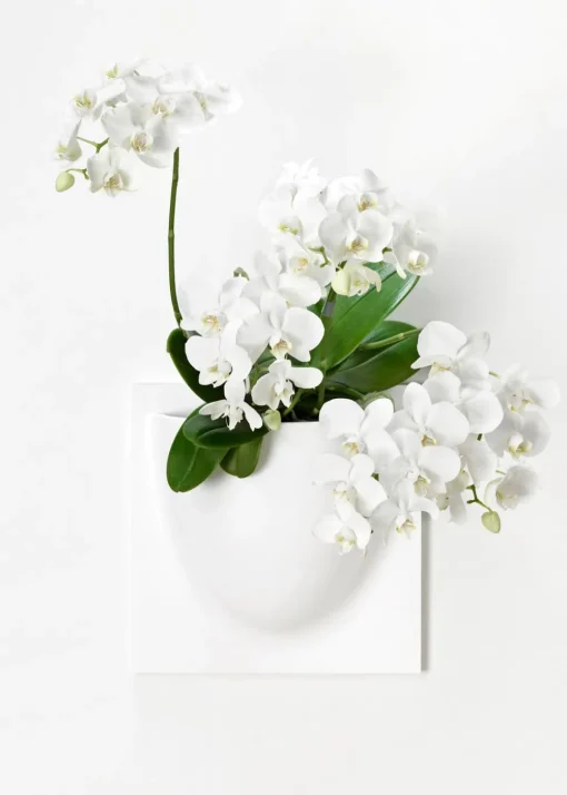 Vertiplants BIO