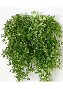Vertiplants BIO
