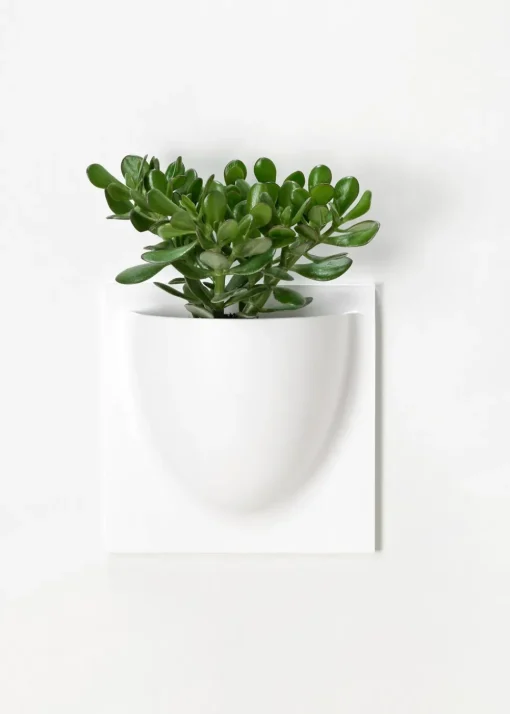 Vertiplants BIO