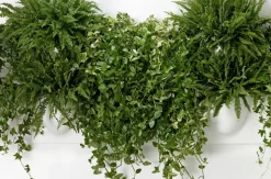 Vertiplants BIO