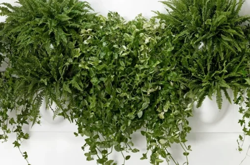 Vertiplants BIO
