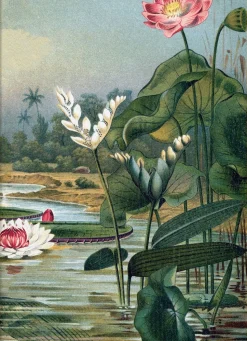 Water Plants right side #2924R