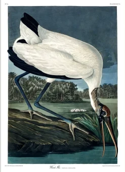 Wood Ibis #6516